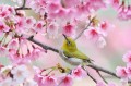 Oiseau Oriole en fleurs de printemps peinture à partir de Photos à Art